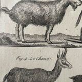 Book XVIIIth buffon, bonnaterre, natural history, quadrupeds, mammals