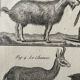Livre XVIIIe buffon, bonnaterre, histoire naturelle, quadrupèdes, mammifères