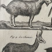 Livre XVIIIe buffon, bonnaterre, histoire naturelle, quadrupèdes, mammifères
