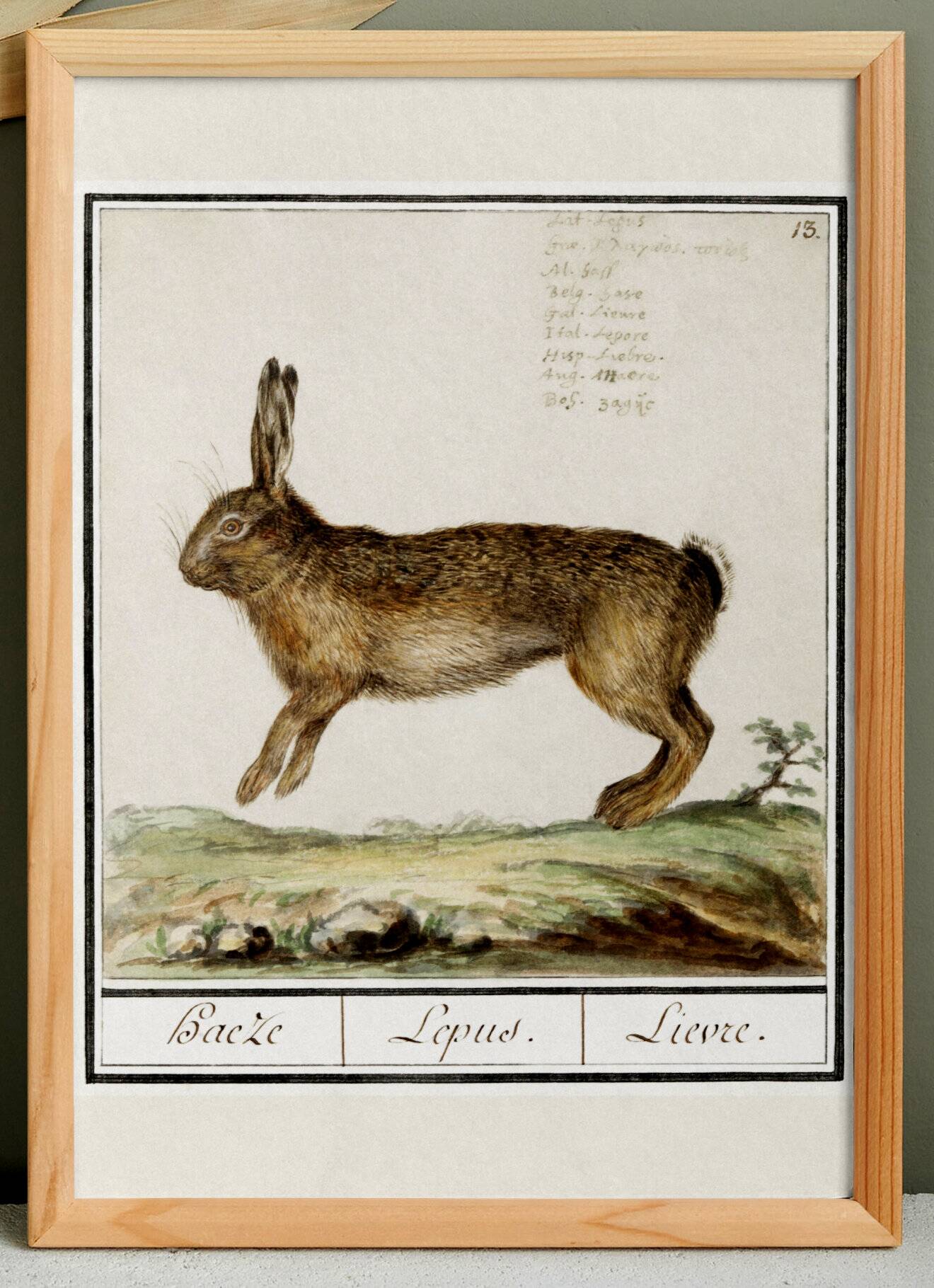 Small poster about the hare, after an old engraving from 1610.