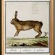 Small poster about the hare, after an old engraving from 1610.