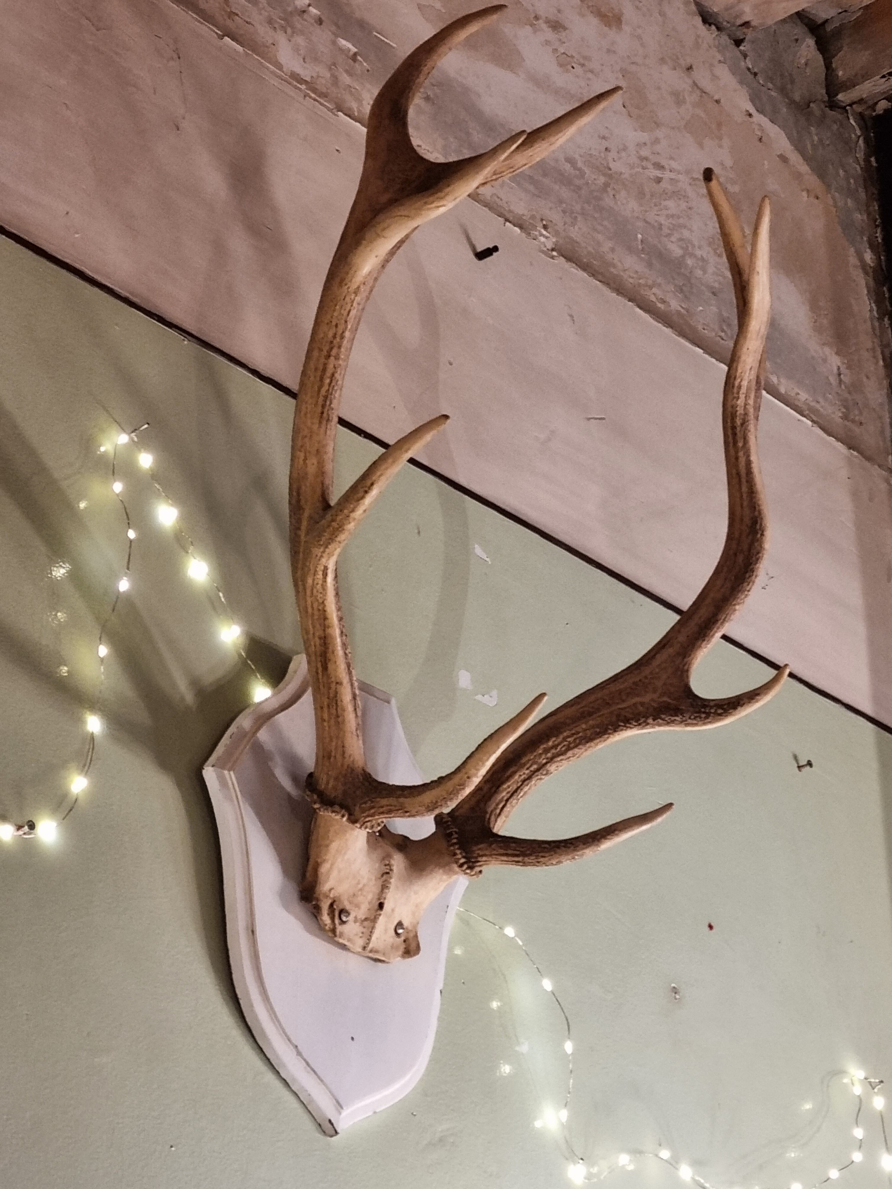 Deer trophy 100cm