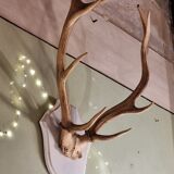 Deer trophy 100cm