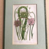 Herbarium engraving