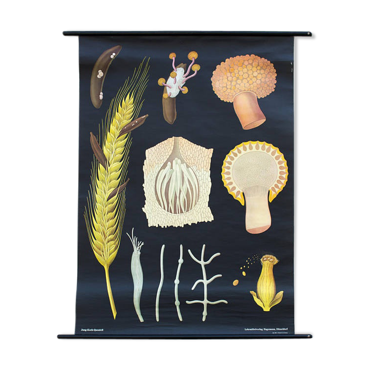 Wall poster of the Jung-Koch-Quentell School "Wheat" 1969