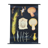 Wall poster of the Jung-Koch-Quentell School "Wheat" 1969