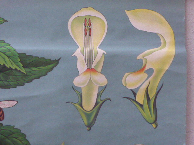 Botanical poster plant medicinal by Jung-Koch-Quentell, created in 1960, collector and vintage linen