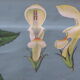 Botanical poster plant medicinal by Jung-Koch-Quentell, created in 1960, collector and vintage linen