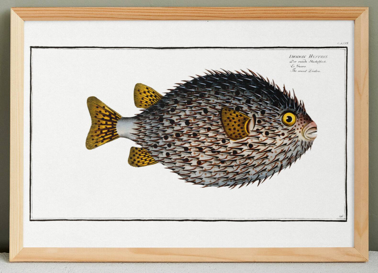 Poster about the pufferfish, based on an old engraving from 1746.