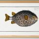Poster about the pufferfish, based on an old engraving from 1746.