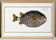 Affiche sur le poisson-hérisson, d’après une gravure ancienne de 1746.