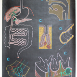 Displays the digestive system