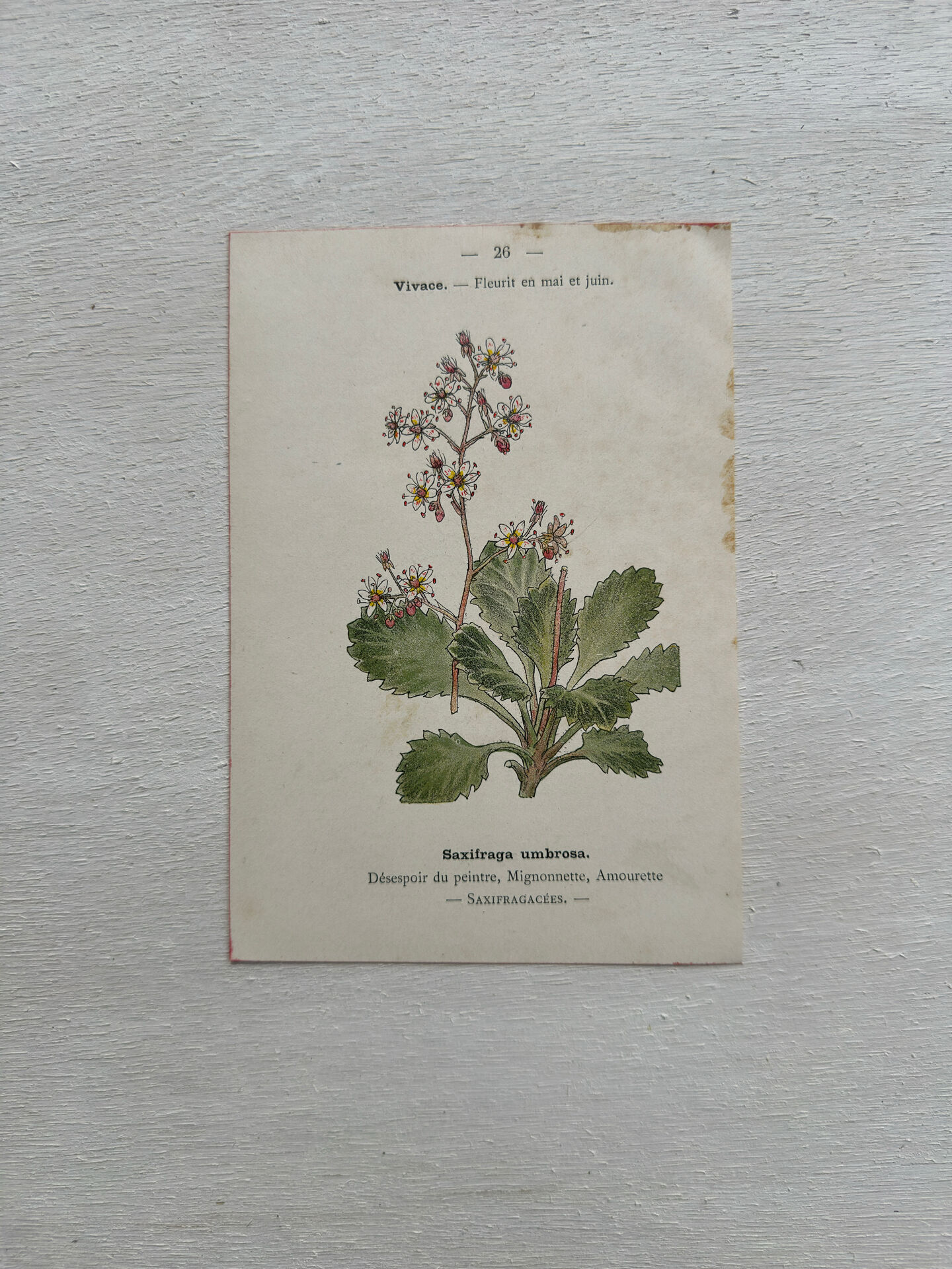 Botanical Plate 1800 Old Naturalist Engraving 19th Century Double-Sided
