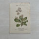 Botanical Plate 1800 Old Naturalist Engraving 19th Century Double-Sided
