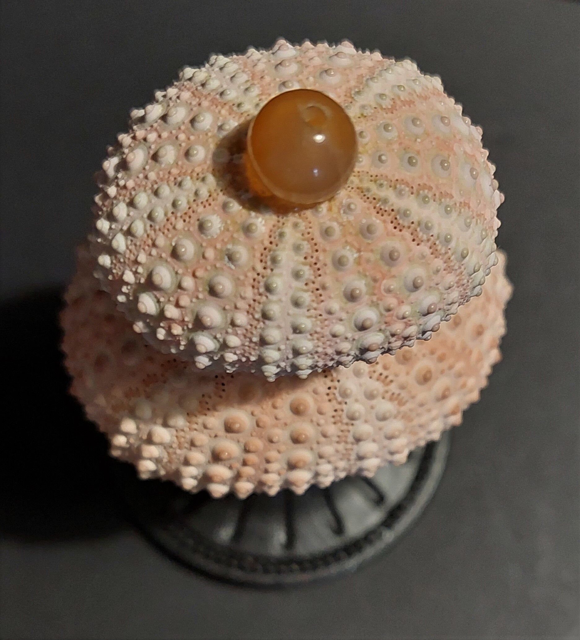 Cabinet of Curiosities sea urchins paracentrotus lividus on pedestal