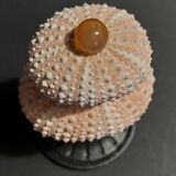 Cabinet of Curiosities sea urchins paracentrotus lividus on pedestal