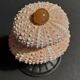 Cabinet of Curiosities sea urchins paracentrotus lividus on pedestal