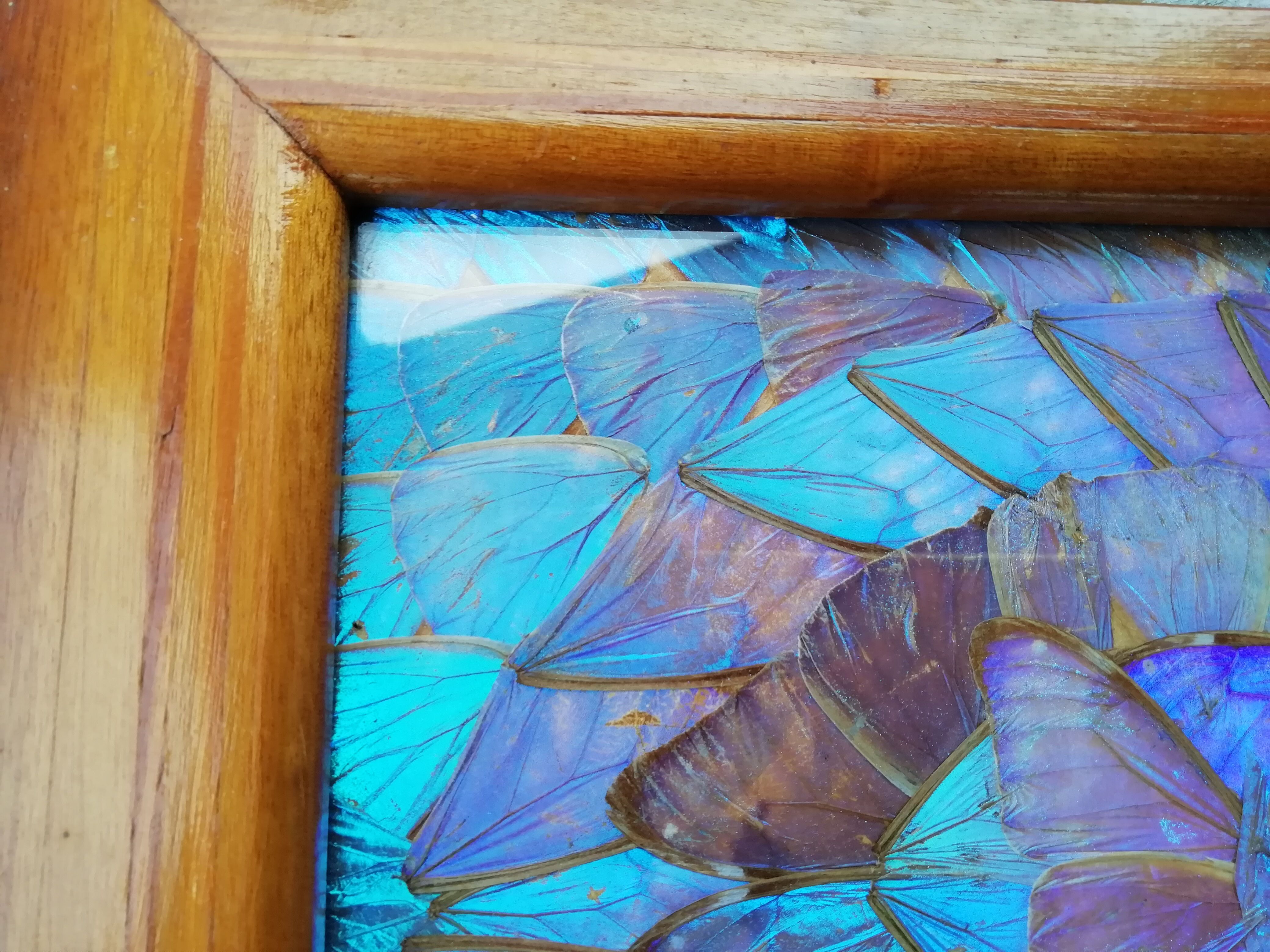 Naturalized butterfly platter