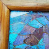 Naturalized butterfly platter