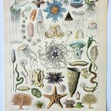 Engraving • Oceanography, marine animals • Original and vintage poster from 1898