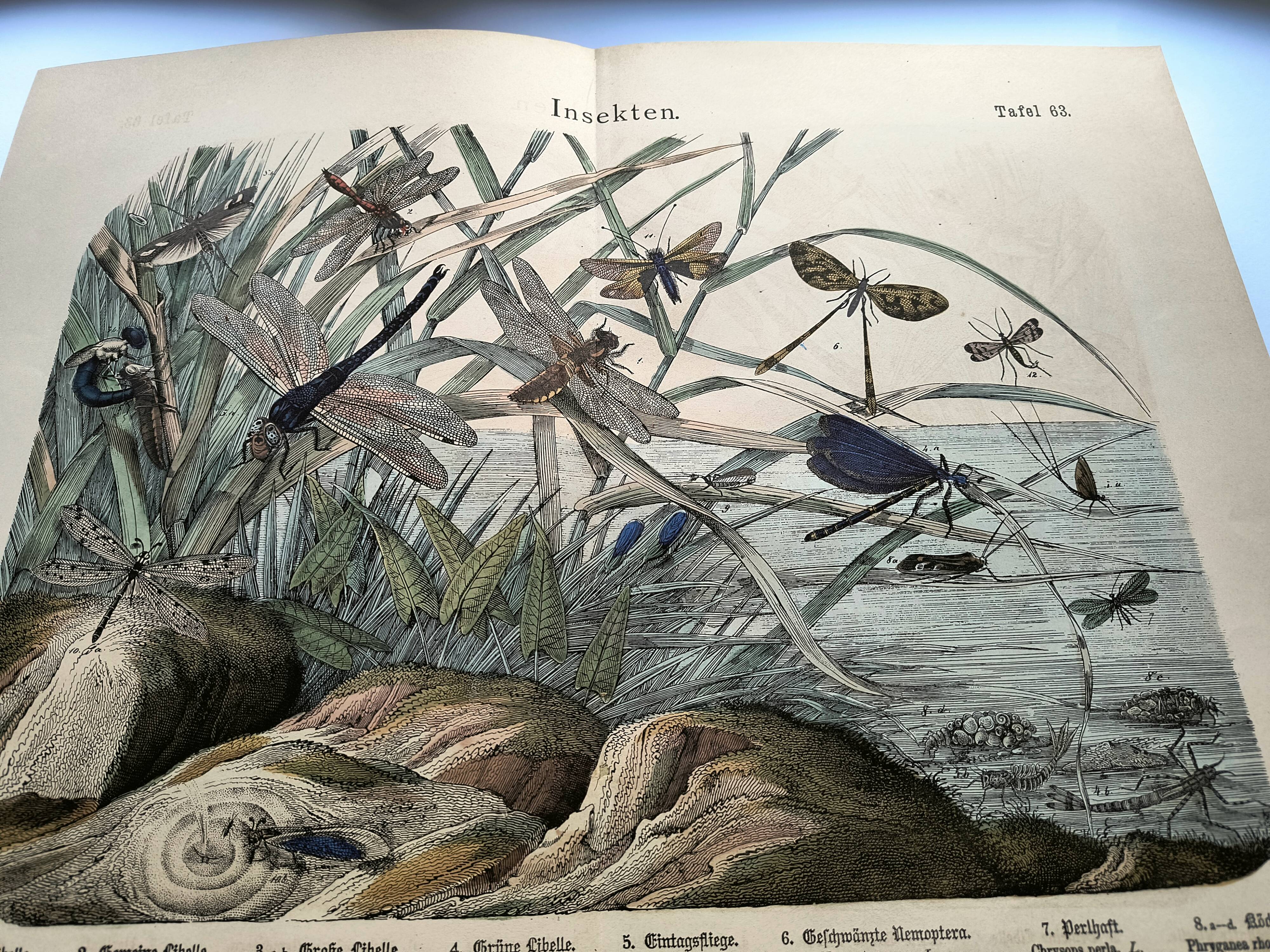 Gravure de 1886.  Libellules. Lithographie ancienne zoologique et vintage