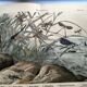 Gravure de 1886.  Libellules. Lithographie ancienne zoologique et vintage