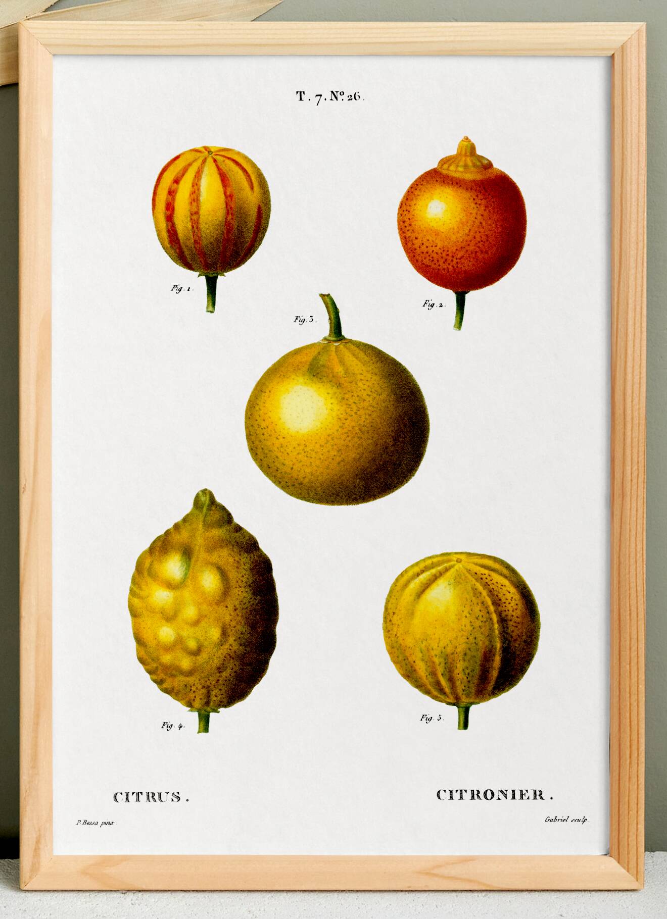 Poster about lemons, based on an old engraving from 1802