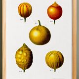Poster about lemons, based on an old engraving from 1802