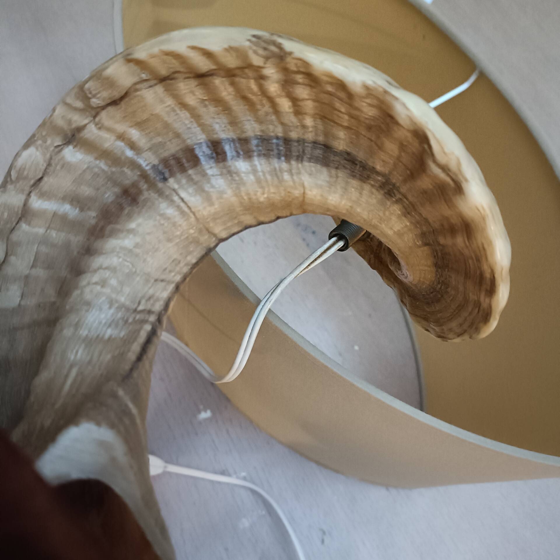 Vintage ram's horn living room lamp