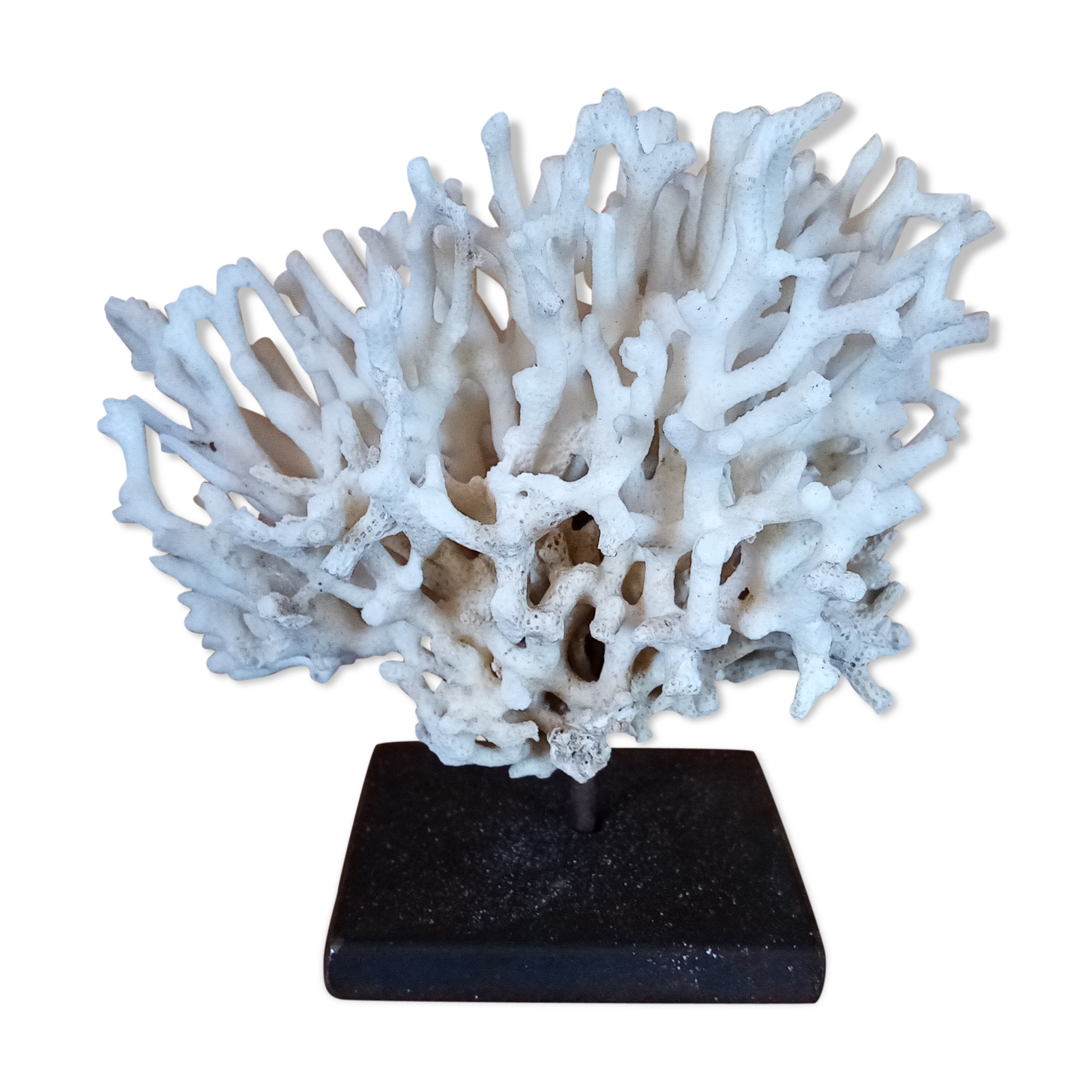 Coral