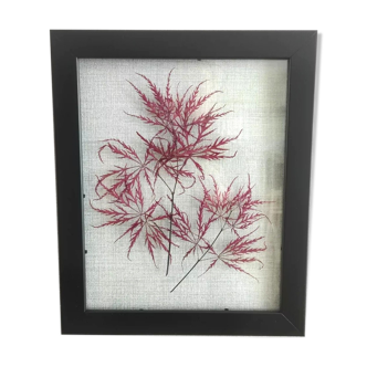 Frame dried flowers