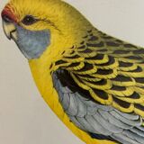 Bird lithograph j&e gould