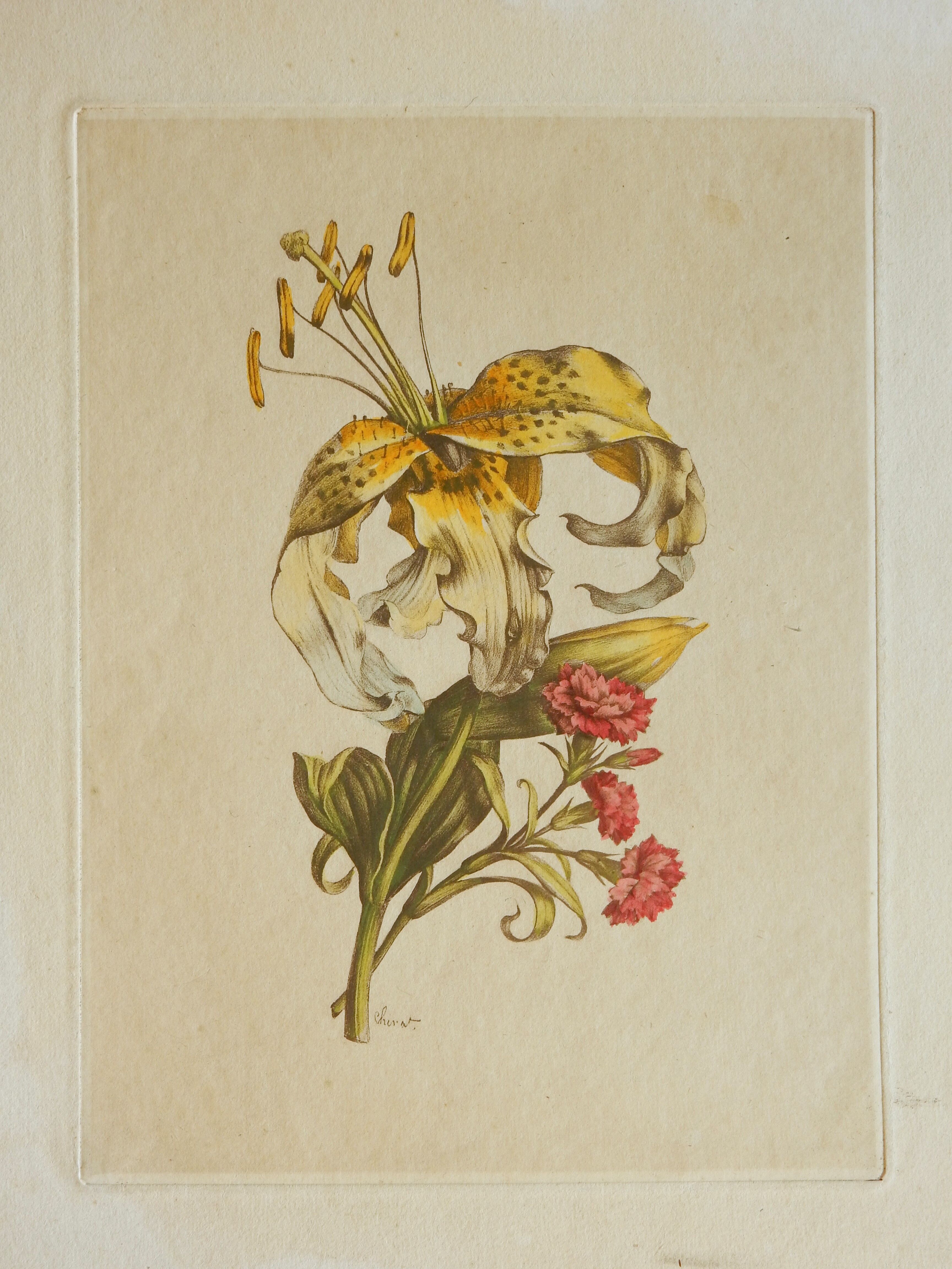 Planche botanique Lys jaune et oeillets du poète roses