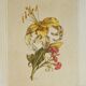 Planche botanique Lys jaune et oeillets du poète roses