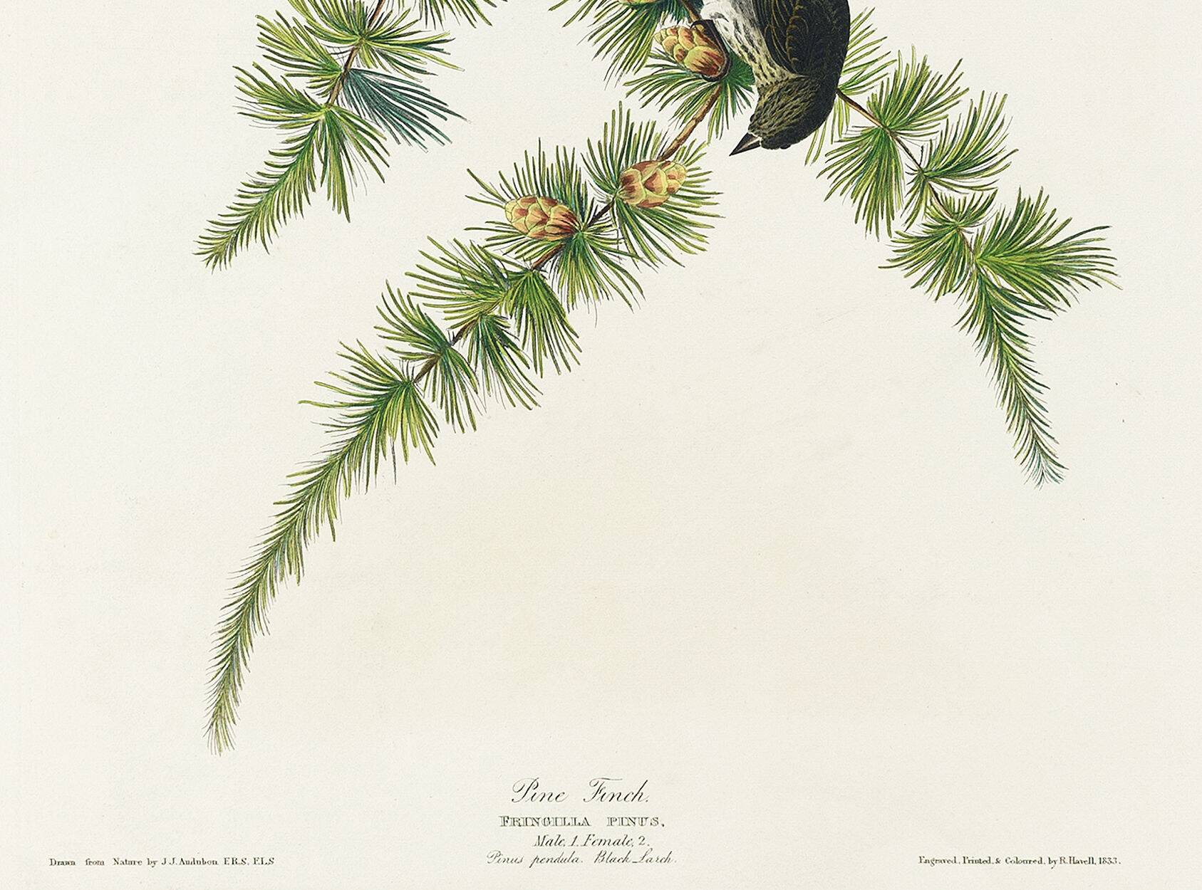 Poster about the Pine Siskin, based on an old engraving from 1827.
