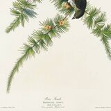 Poster about the Pine Siskin, based on an old engraving from 1827.