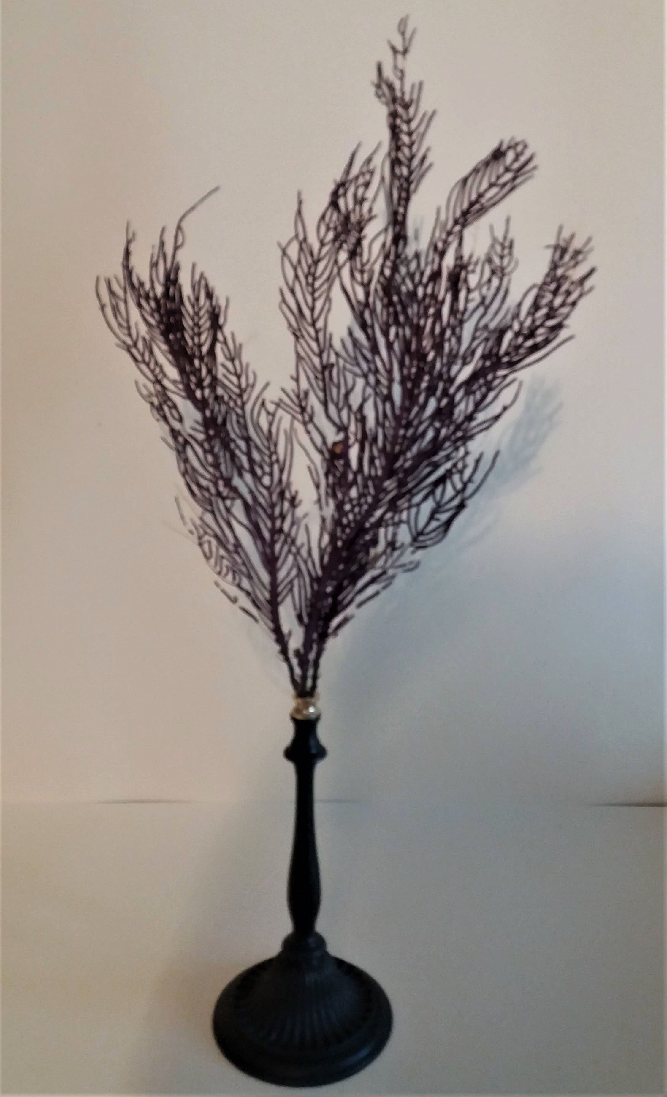 Purple coral pterogorgia anceps