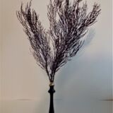Purple coral pterogorgia anceps
