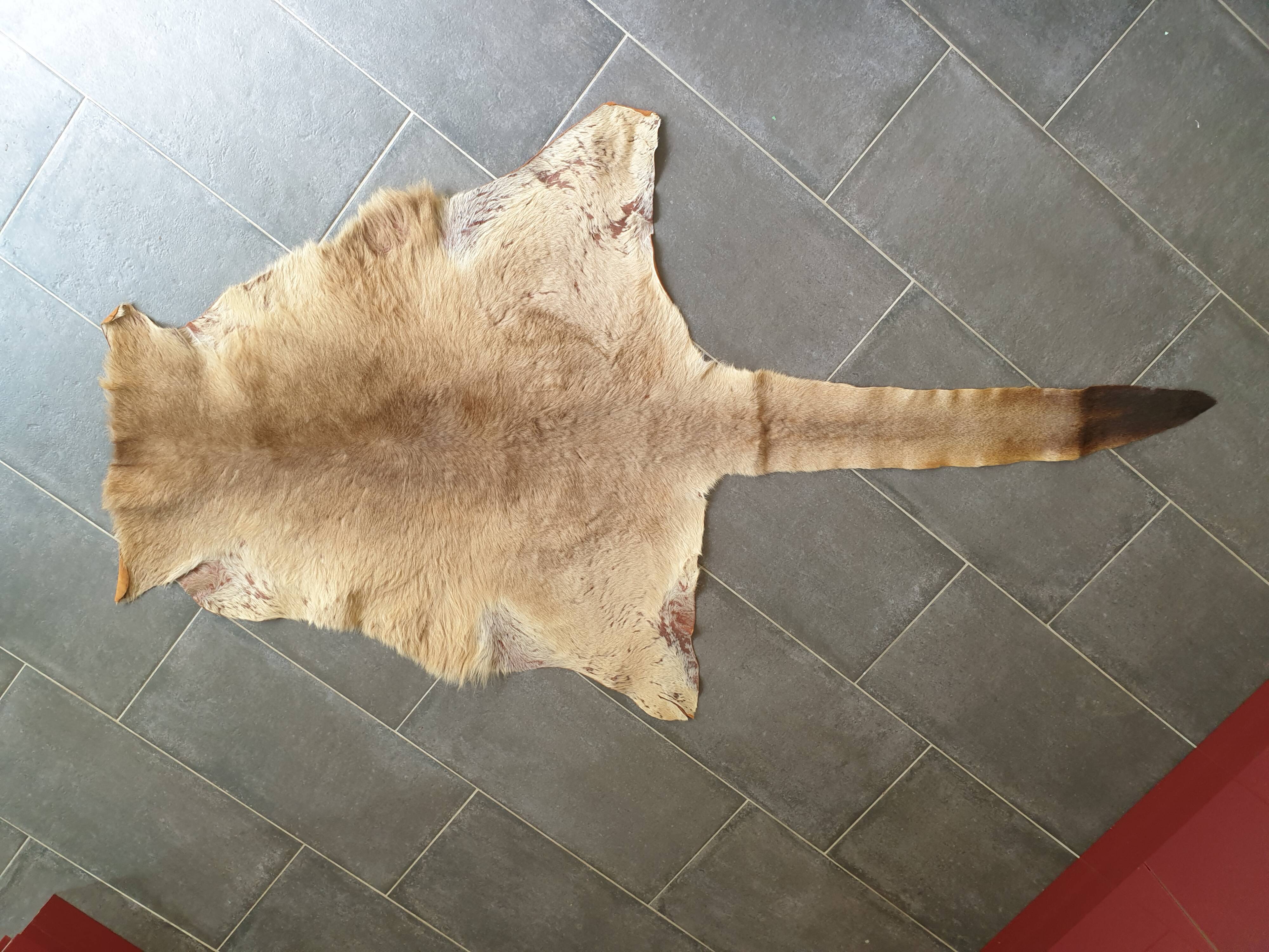 Kangaroo skin