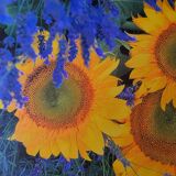 Photo under glass wooden frame, "sunflower and lavender"