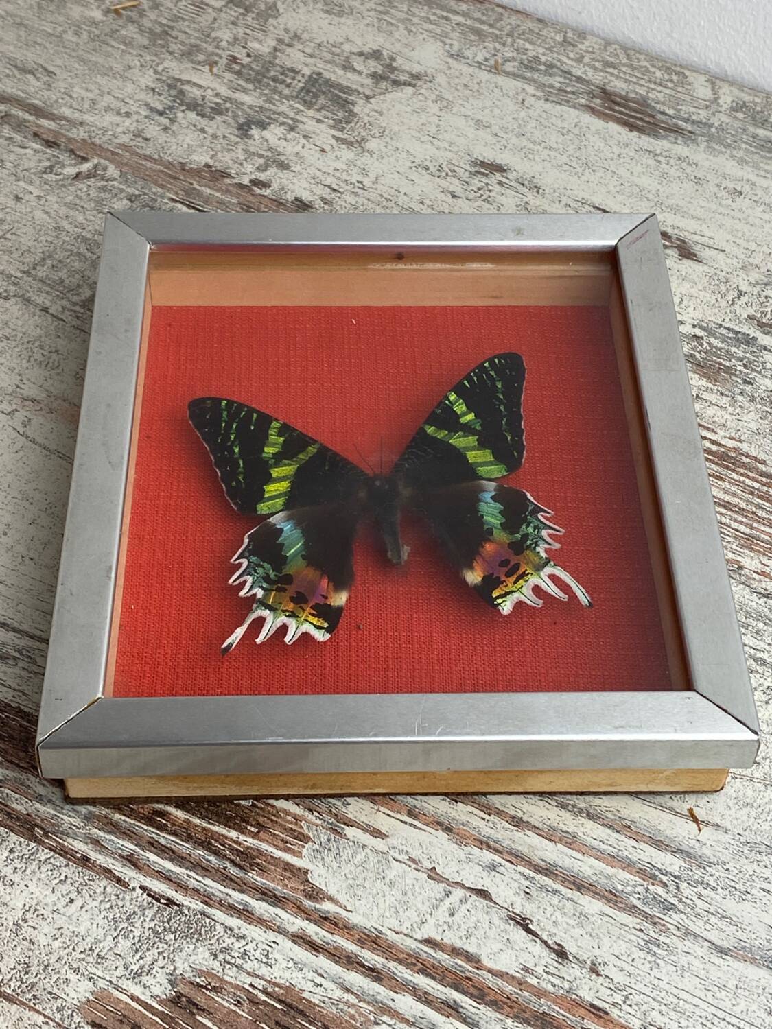 Naturalized butterfly under glass Uranus Ripheus