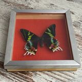 Naturalized butterfly under glass Uranus Ripheus