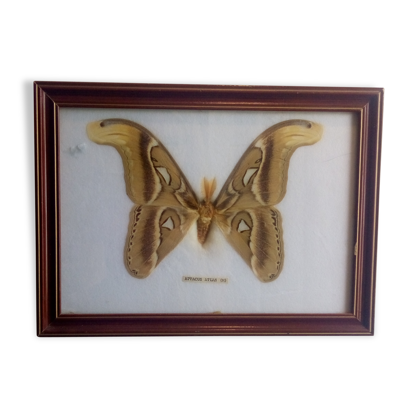 Butterfly Attacus Atlas framed