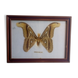Butterfly Attacus Atlas framed