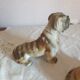 Set of 2 dogs bulldogs tighten biscuit books