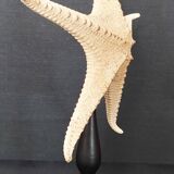 Cabinet of Curiosities starfish poraster superbus on base