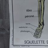 Rossignol school poster: the skeleton/excretion