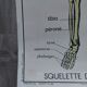 Rossignol school poster: the skeleton/excretion