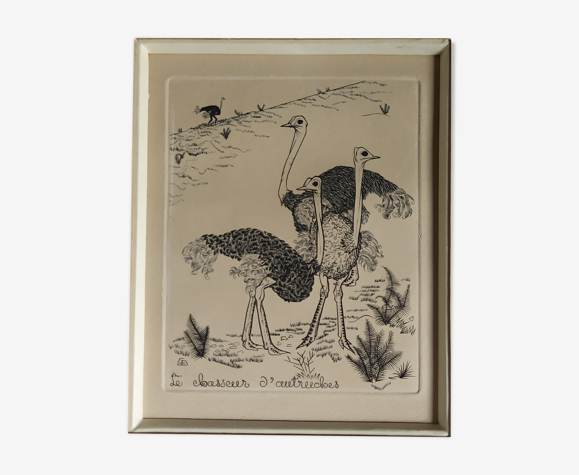 Gravure "Chasseur d'Autruche" 1950's