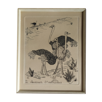 Gravure "Chasseur d'Autruche" 1950's